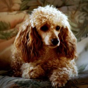 Erinnerungen für die Ewigkeit