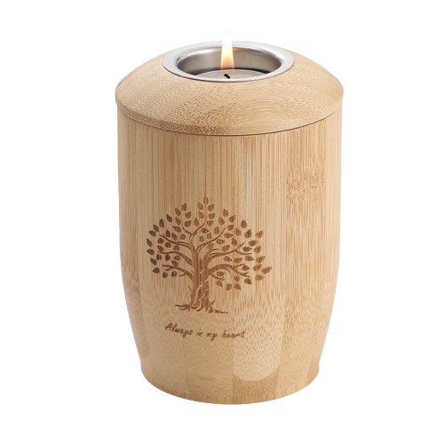 Himmelsbambus – Bild 4